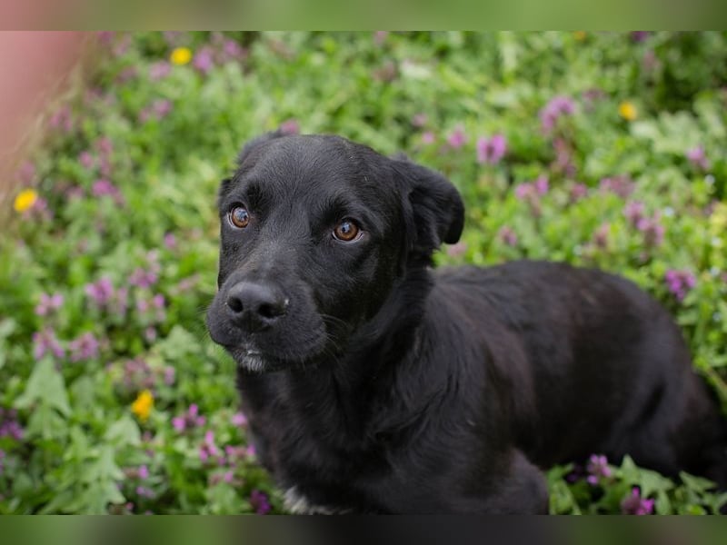 Welpe DIX - wenn ich groß bin möchte ich ein richtiger Familienhund sein!