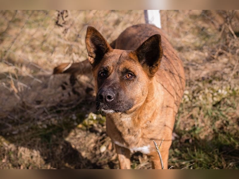 CARDI - die aktive, soziale und verspielte Hündin möchte ein Teil DEINER Familie sein!