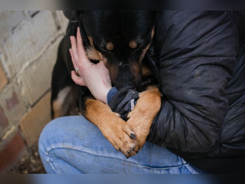 MARLEY - ich bin noch etwas zurückhaltend und suche eine liebevolle, geduldige Familie!