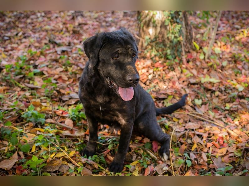 ISKA - black is beautiful - wer schenkt dieser tollen Schönheit ein Für-Immer Zuhause?