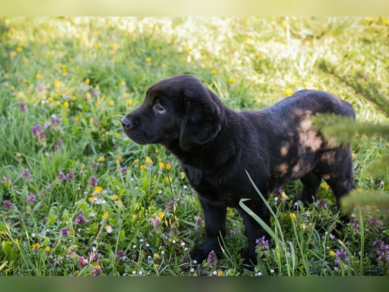 Welpe Chip-Nr. 256531 - ich freue mich darauf, mit meinen Menschen die Welt zu entdecken!