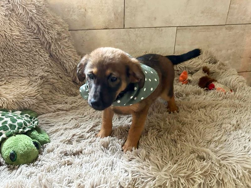 Welpe JAGO - ich träume von einem liebevollen Zuhause...