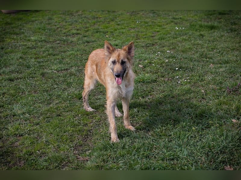 NALA - wer zeigt der lieben Maus, wie schön ein Hundeleben sein kann?