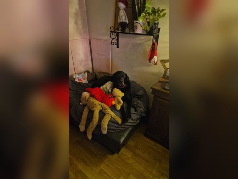 RUDOLF - der hübsche Rüde sucht ein neues, hundeerfahrenes Zuhause!