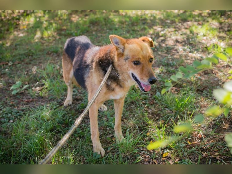 WOODY - ich freue mich auf mein Für-Immer-Zuhause!