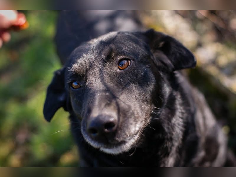 INGMAR - der brave, menschenbezogene und lernwillige Rüde sucht seine Menschen