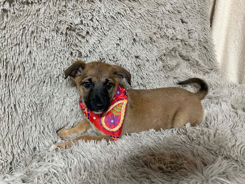 Welpe Chip-Nr. 273268 - welche liebe Familie zeigt mir, wie schön ein Hundeleben sein kann?