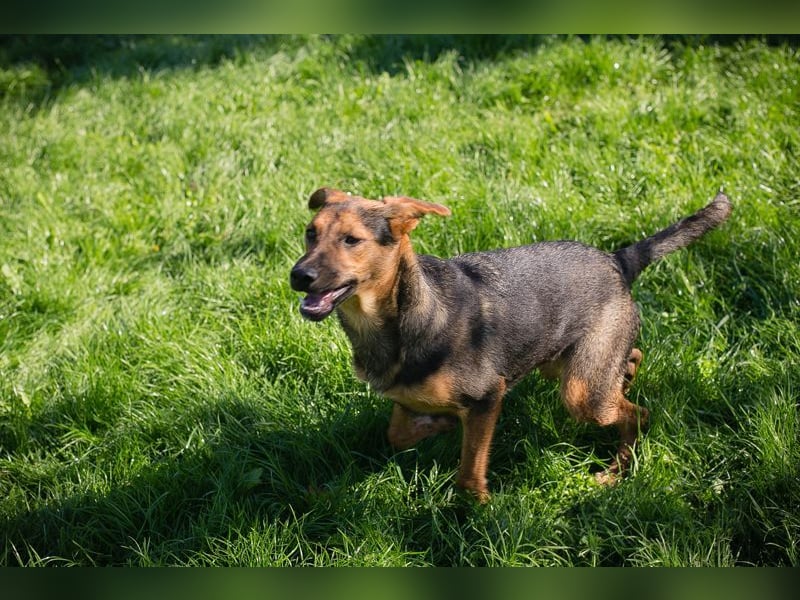 STINA - die aufgeweckte Hündin liebt es zu spielen und zu kuscheln