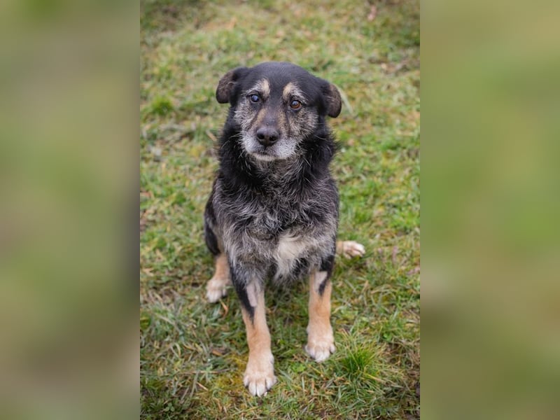 Chip-Nr. 271455 - ich  freue mich darauf, mit meinen Menschen die Welt zu entdecken!