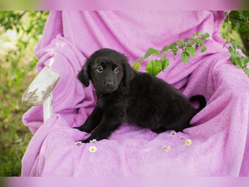 Welpe LOTTI - das goldige kleine Mädchen mit den Kulleräuglein sucht ein liebevolles Zuhause!