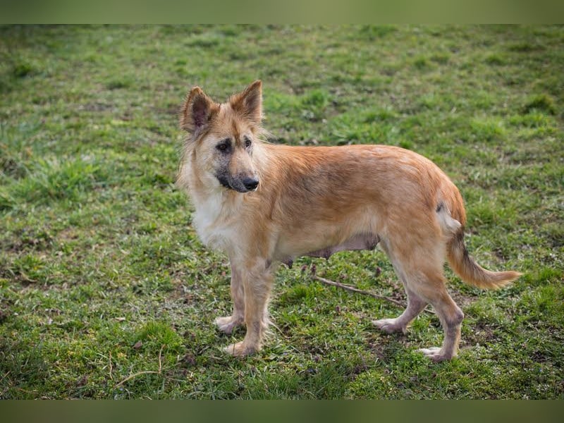 NALA - wer zeigt der lieben Maus, wie schön ein Hundeleben sein kann?
