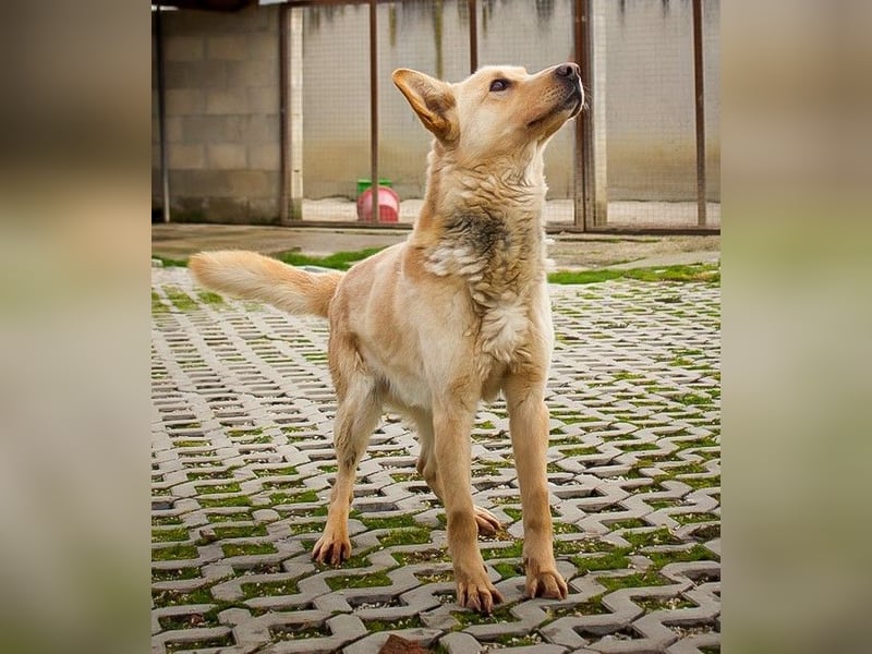 MATEL - der hübsche, freundliche Rüde sucht Menschen mit Hundeerfahrung