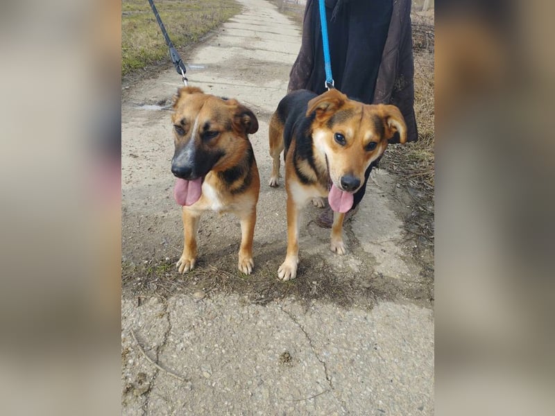 EMA + BOJAR - die Beiden lieben sich sehr, daher werden sie nur im Doppelpack vermittelt