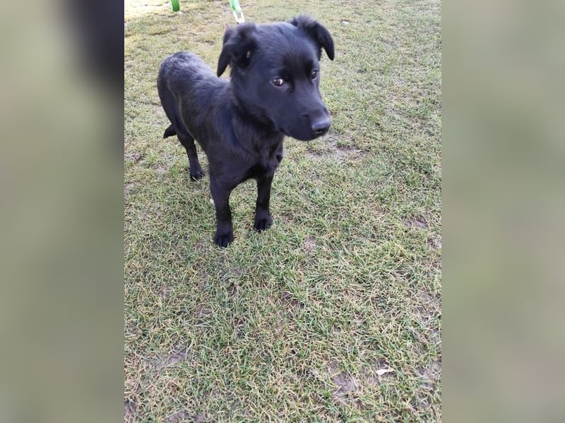 Welpe KORO - wenn ich groß bin möchte ich ein richtiger Familienhund sein!