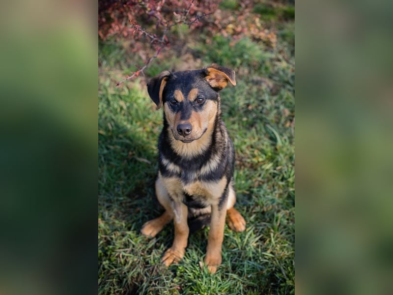 BAILEY - ich möchte so gerne ein Teil deiner Familie sein!