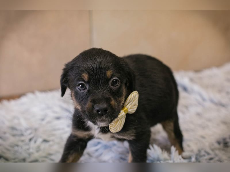 Welpe BELLA - ich möchte so gerne ein Teil deiner Familie sein!