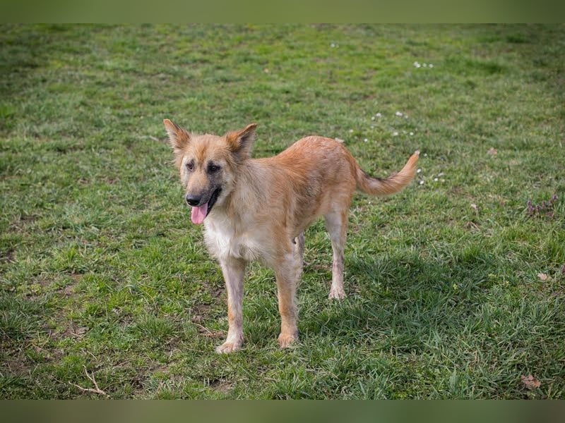 NALA - wer zeigt der lieben Maus, wie schön ein Hundeleben sein kann?