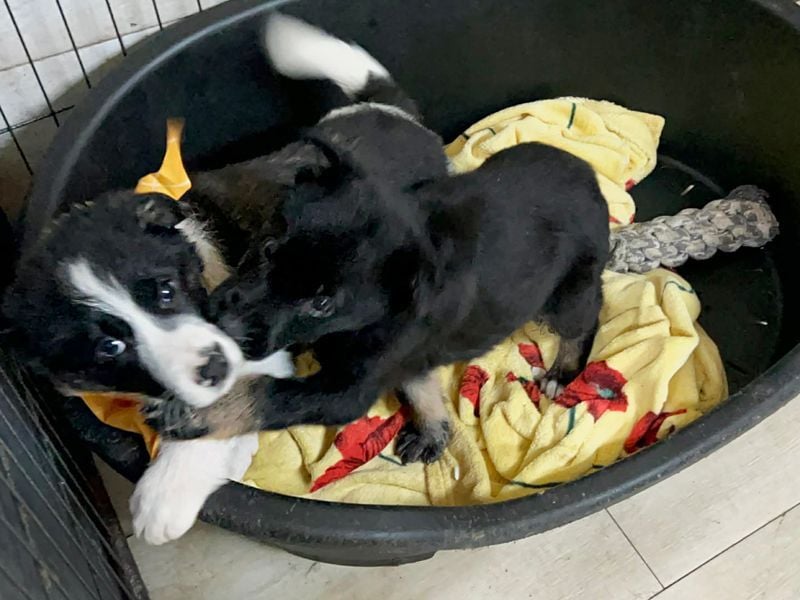 Welpe MIRA - na, kleines Mädchen, heute schon geknuddelt?