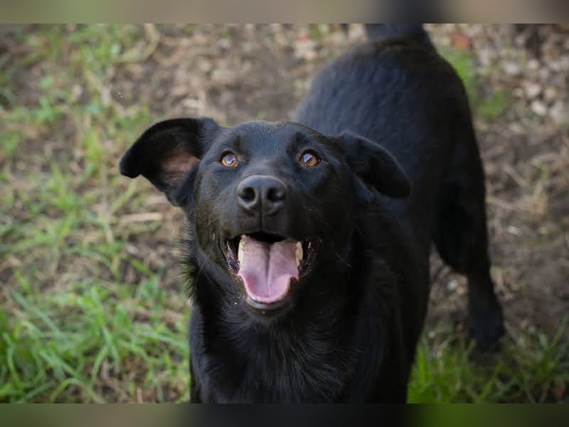 SARA - die fröhliche und freundliche Hündin freut sich auf ihre eigene liebe Familie