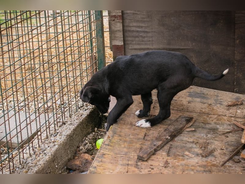 Welpe JIMMY - wenn ich groß bin möchte ich ein richtiger Familienhund sein!