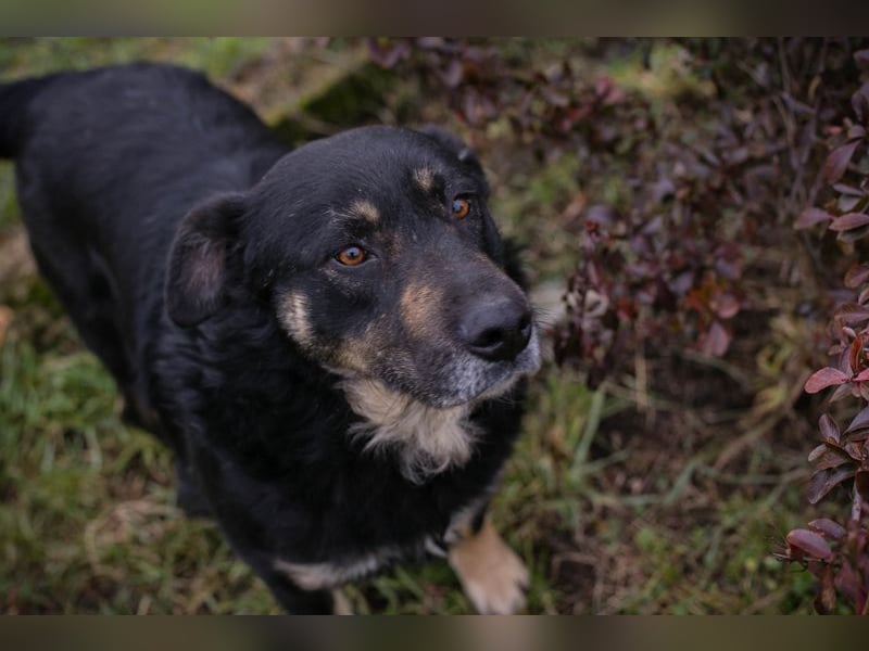 Chip-Nr. 256305 - ich freue mich darauf, mit meinen Menschen die Welt zu entdecken!