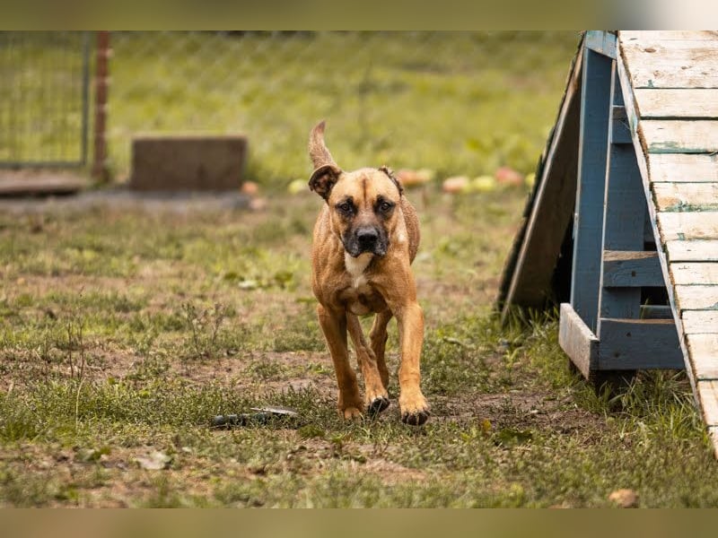BERTA - neugieriger Balljunkie mit kleinem Handicap sucht Menschen mit Hundeerfahrung