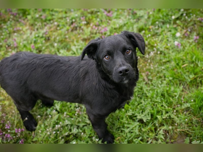 Welpe DIX - wenn ich groß bin möchte ich ein richtiger Familienhund sein!
