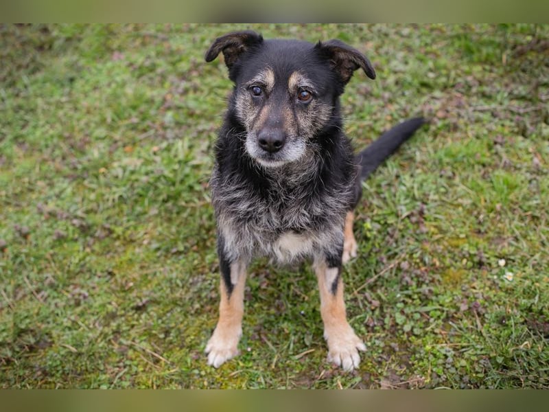 Chip-Nr. 271455 - ich  freue mich darauf, mit meinen Menschen die Welt zu entdecken!