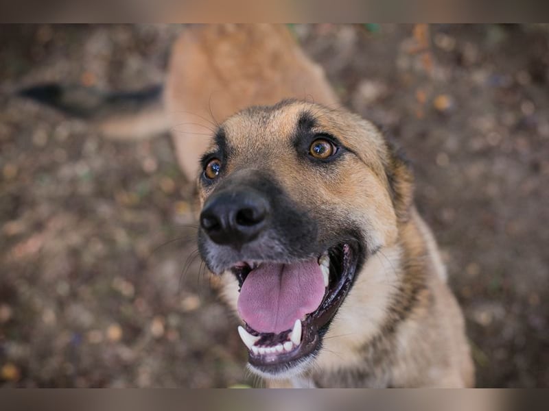 Chip 289818 - Junger Mann sucht ein aktives Zuhause
