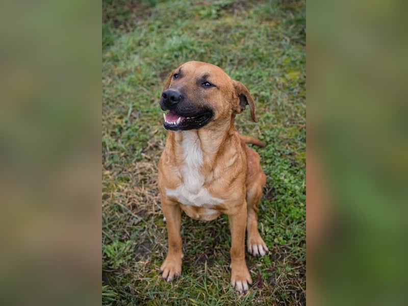 ZINO - ich mag Menschen und Artgenossen und suche ein tolles Zuhause!