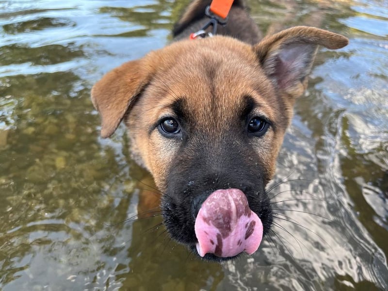 Welpe CHOPPER - der kleine Mann freut sich auf tolle Abenteuer mit seiner Familie!