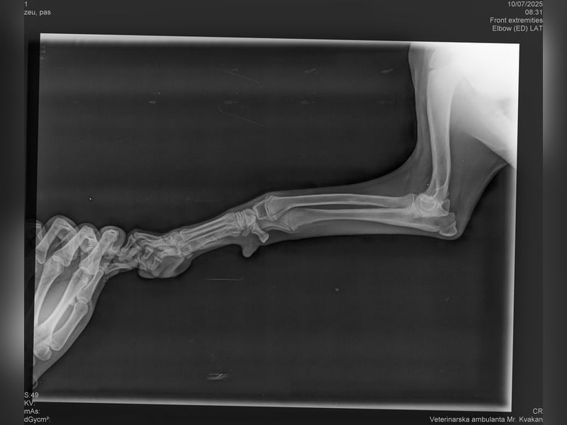 Welpe UNDA - die hübsche Maus sucht ein tolles Für-Immer Zuhause!