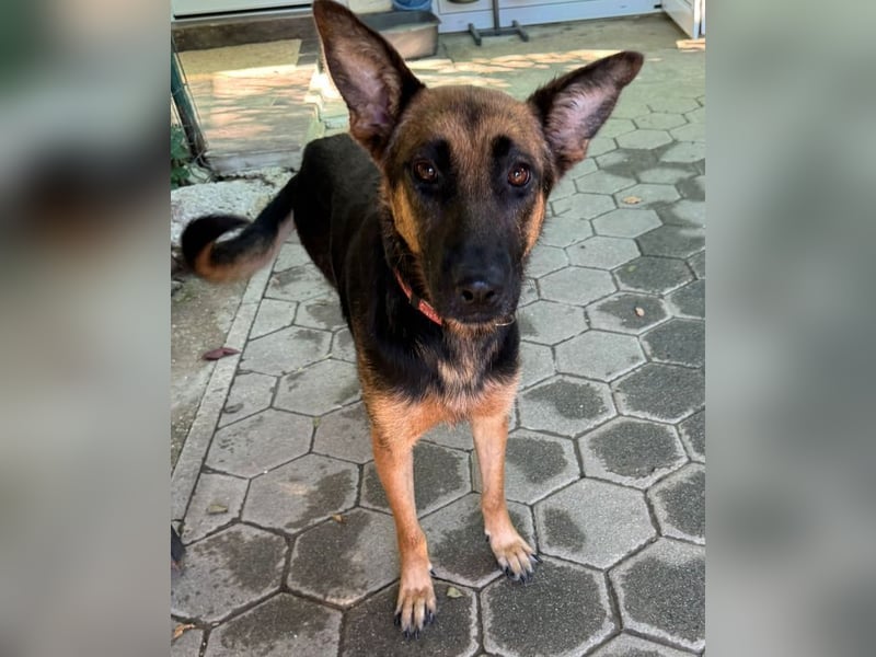 NAYRA - die ruhige, sanfte und anhängliche Hündin wünscht sich so sehr ein eigenes Zuhause...