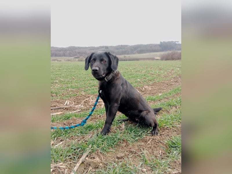 MOWGLI - das Powerpaket sucht eine aktive Familie mit Hundeerfahrung