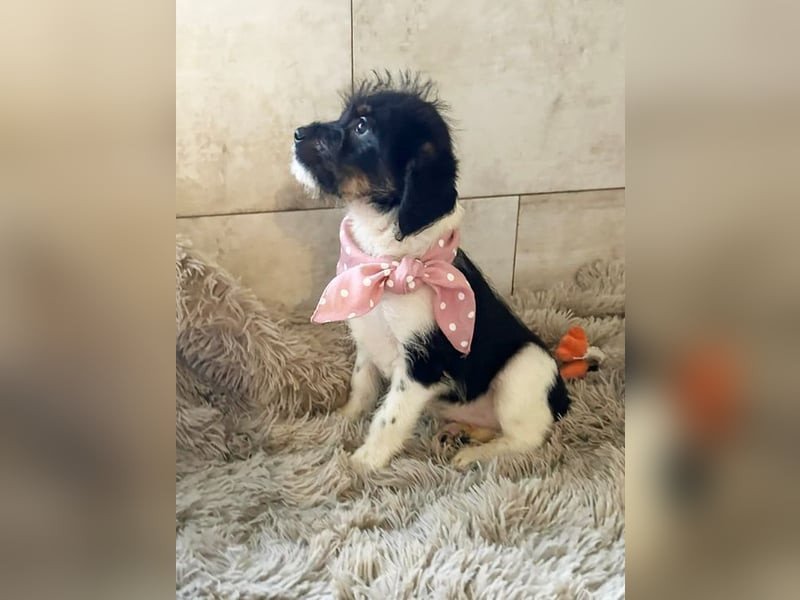 Welpe Chip-Nr. 275733 - ich bringe eine große Portion Leben und Frohsinn in dein Zuhause!