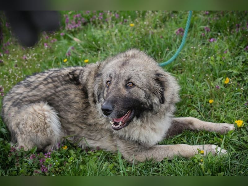 SKADI - die fröhliche und brave Hündin sucht ein tolles Für-Immer Zuhause!