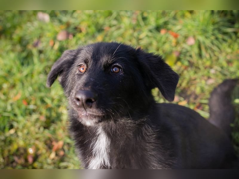 SENTA - diese tolle Begleiterin sucht ein liebevolles Für-Immer Zuhause