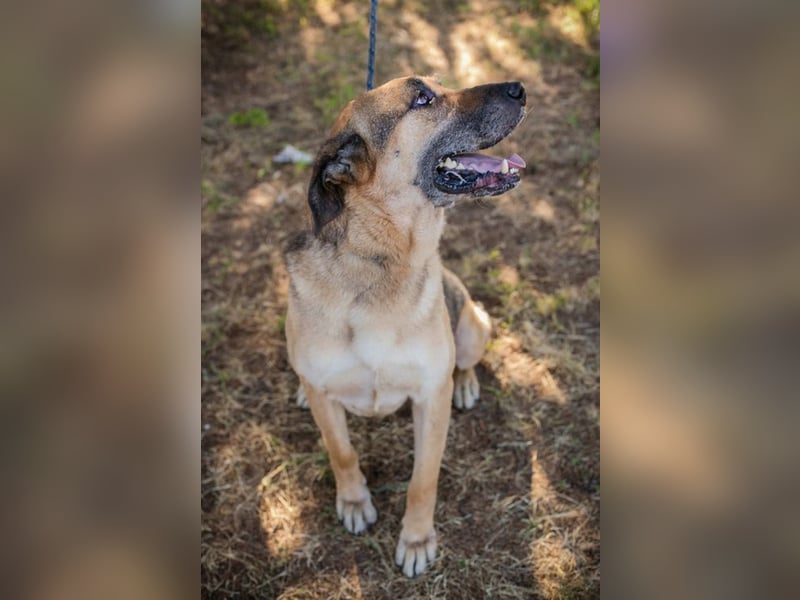 AMIRO - wer zeigt dem hübschen, kräftigen Jungen wie ein tolles Hundeleben aussieht?