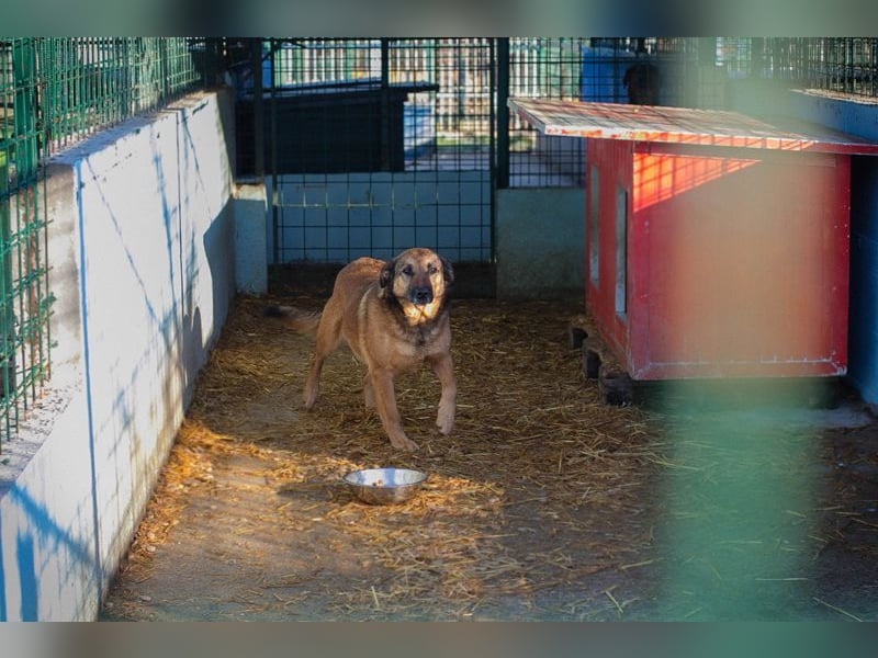 Chip-Nr. 2159858 - die liebe Hündin möchte so gerne ein Teil DEINER Familie sein!