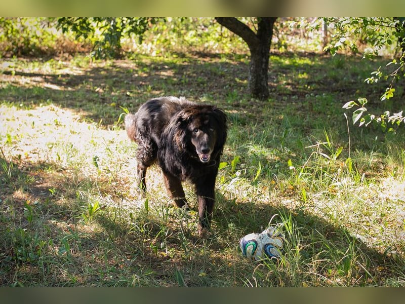 GÜNNI - der brave Senior möchte geliebt und umsorgt werden...