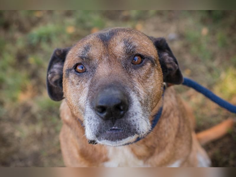 ORLANDO - der liebe Senior sucht eine ruhige Familie, die ihm Liebe und Geborgenheit schenkt