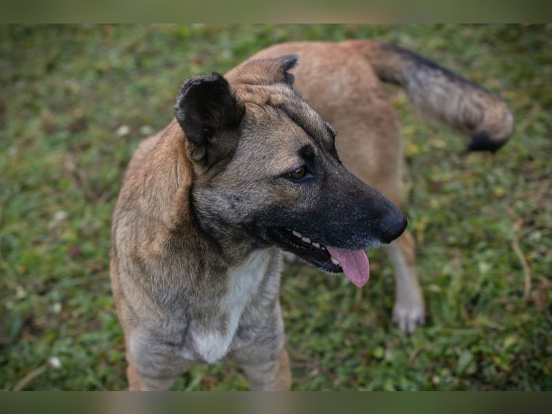 SAMAYA - die muntere und aktive Hündin freut sich auf tolle Abenteuer mit ihren Menschen