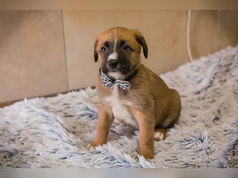 Welpe Chip-Nr. 256861 - ich suche einen Namen und am besten auch gleich ein eigenes Zuhause!