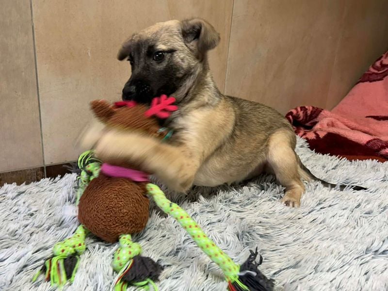 Welpe Chip-Nr. 256271 - wenn ich groß bin möchte ich eine richtige Familienhündin sein!