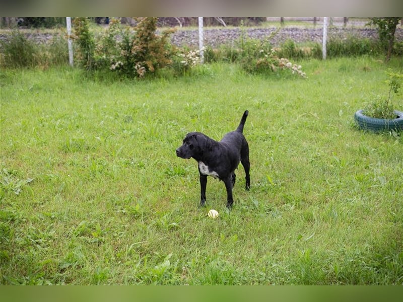 VICKI - wer erfüllt der aktiven, verspielten Hündin den Traum von einer eigenen Familie?