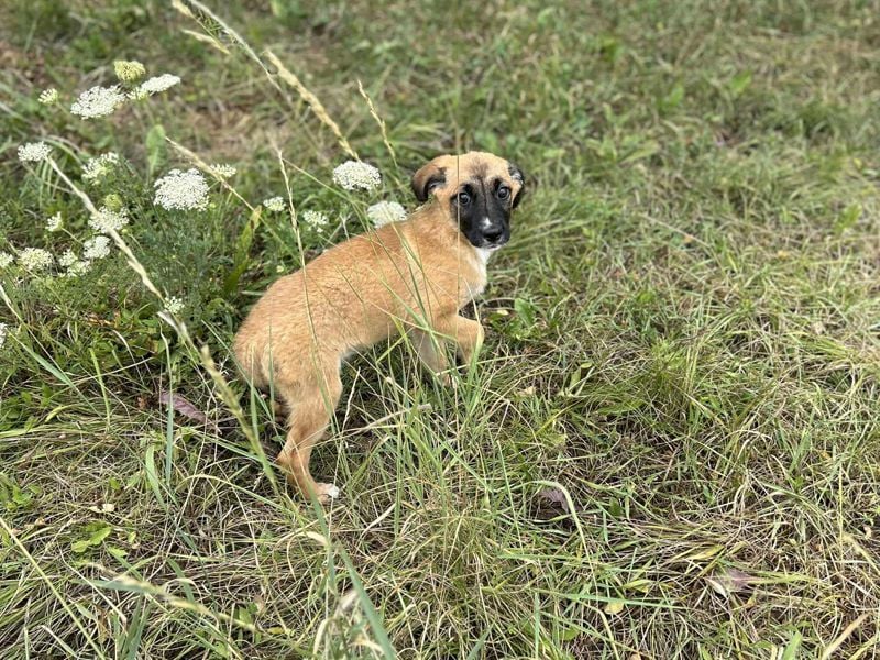 Welpe LEILA - wer möchte mit mir lernen, spielen, kuscheln und mich nie mehr alleine lassen?