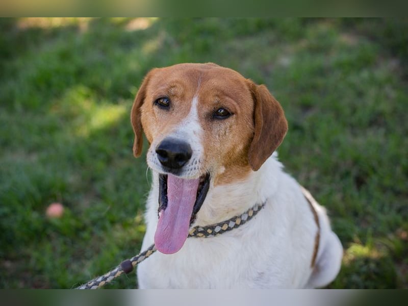 Chip 267299 - der Süße liebt die Nähe zu den Menschen