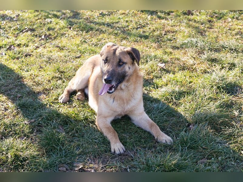 BOFUR - ich bin menschenbezogen, aktiv, leinenführig und suche eine unternehmungslustige Familie