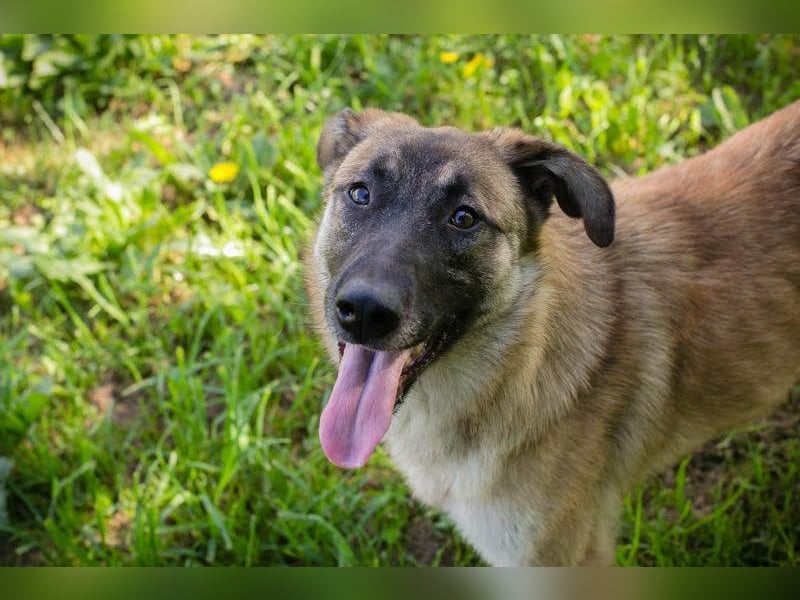MONA - das freundliche und fröhliche Hundemädchen sucht Heimathafen