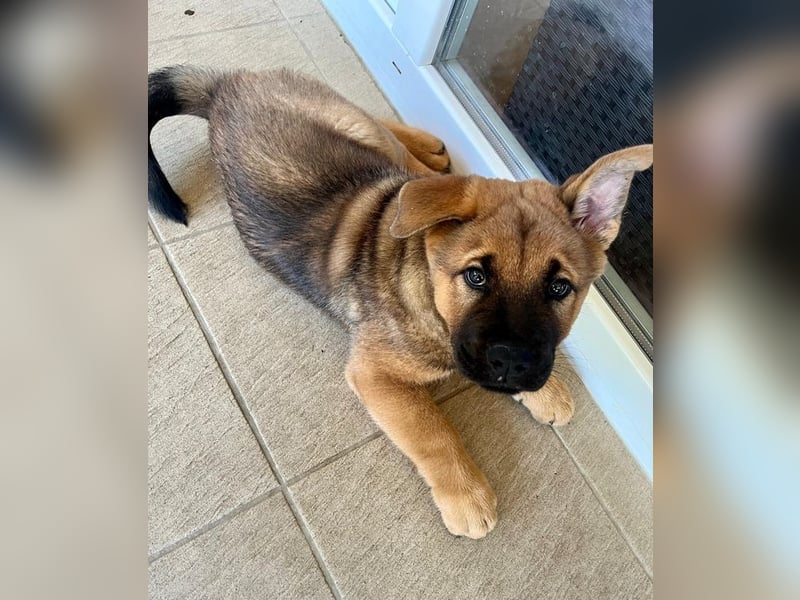 Welpe CHOPPER - der kleine Mann freut sich auf tolle Abenteuer mit seiner Familie!